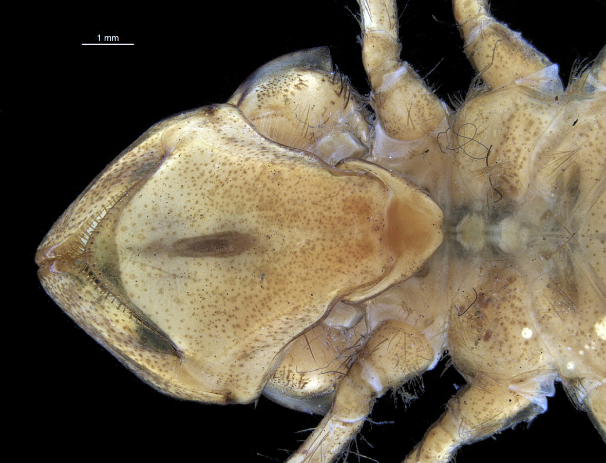 Labium in ventral view