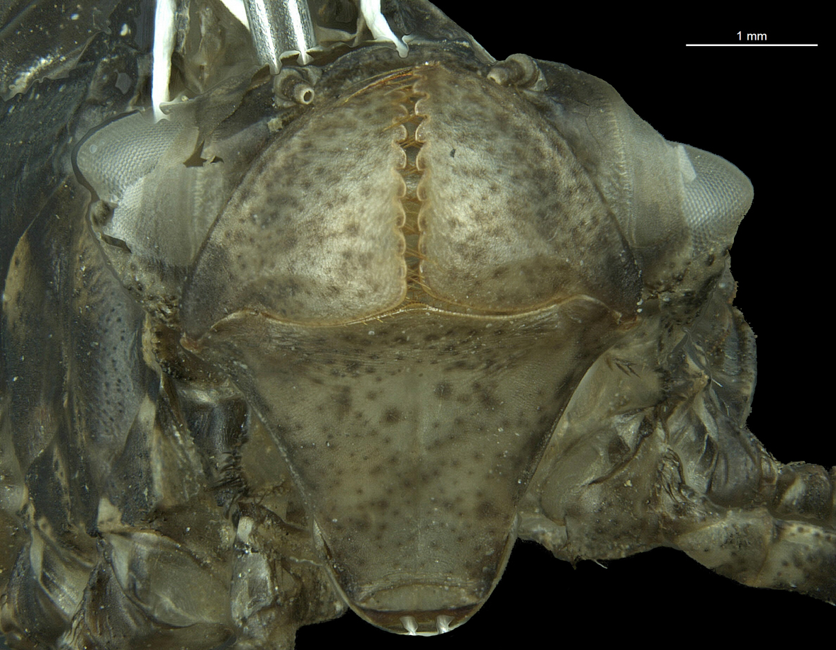 Labium in front view