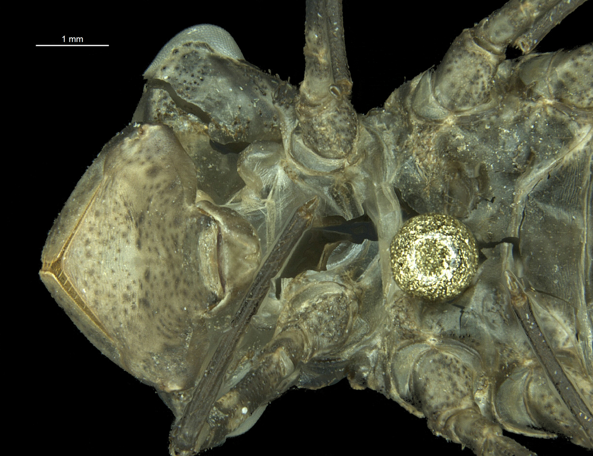 Labium in ventral view