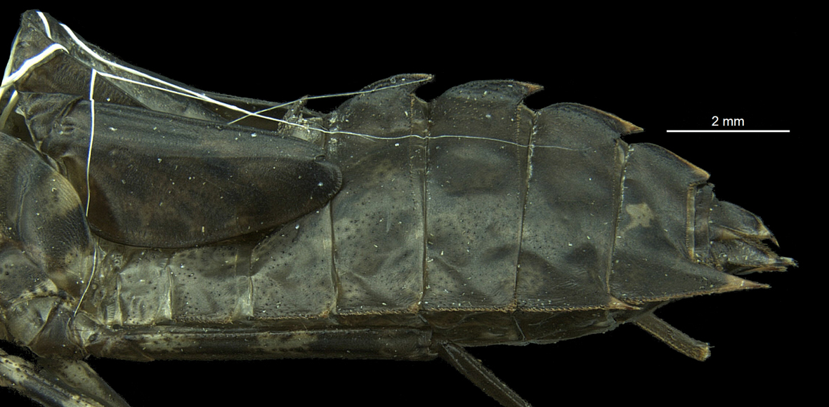 Lateral view