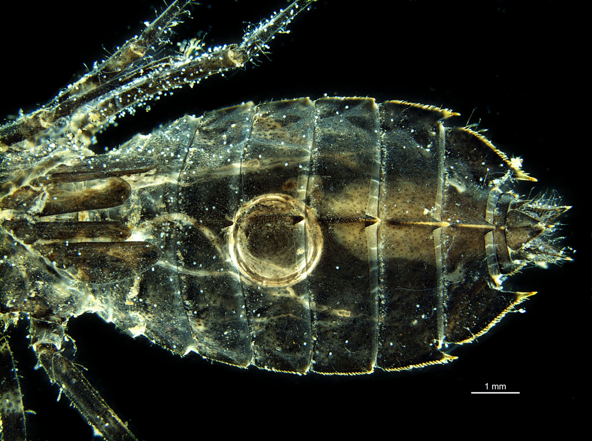 Abdomen of shed skin