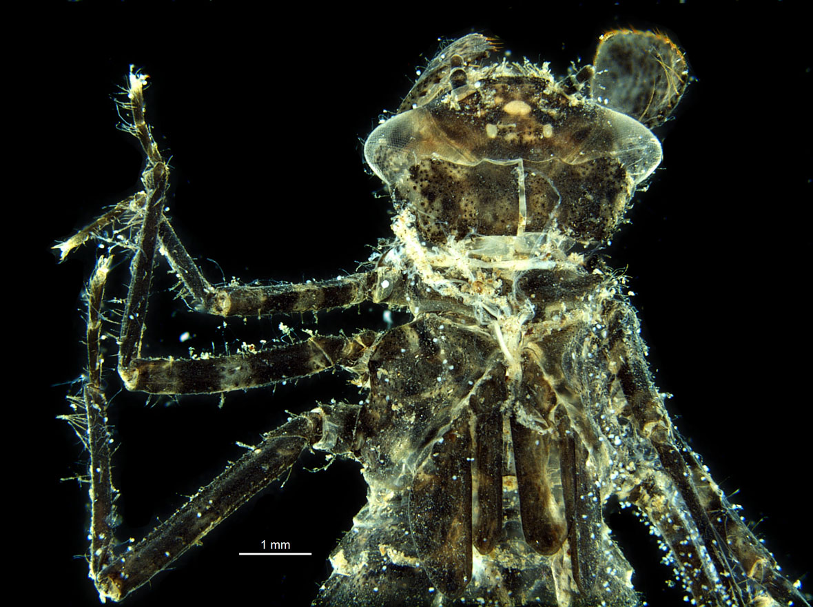 Anterior part of shed skin