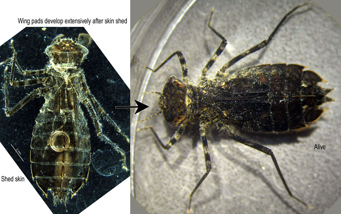 Status of Individual after skin shed