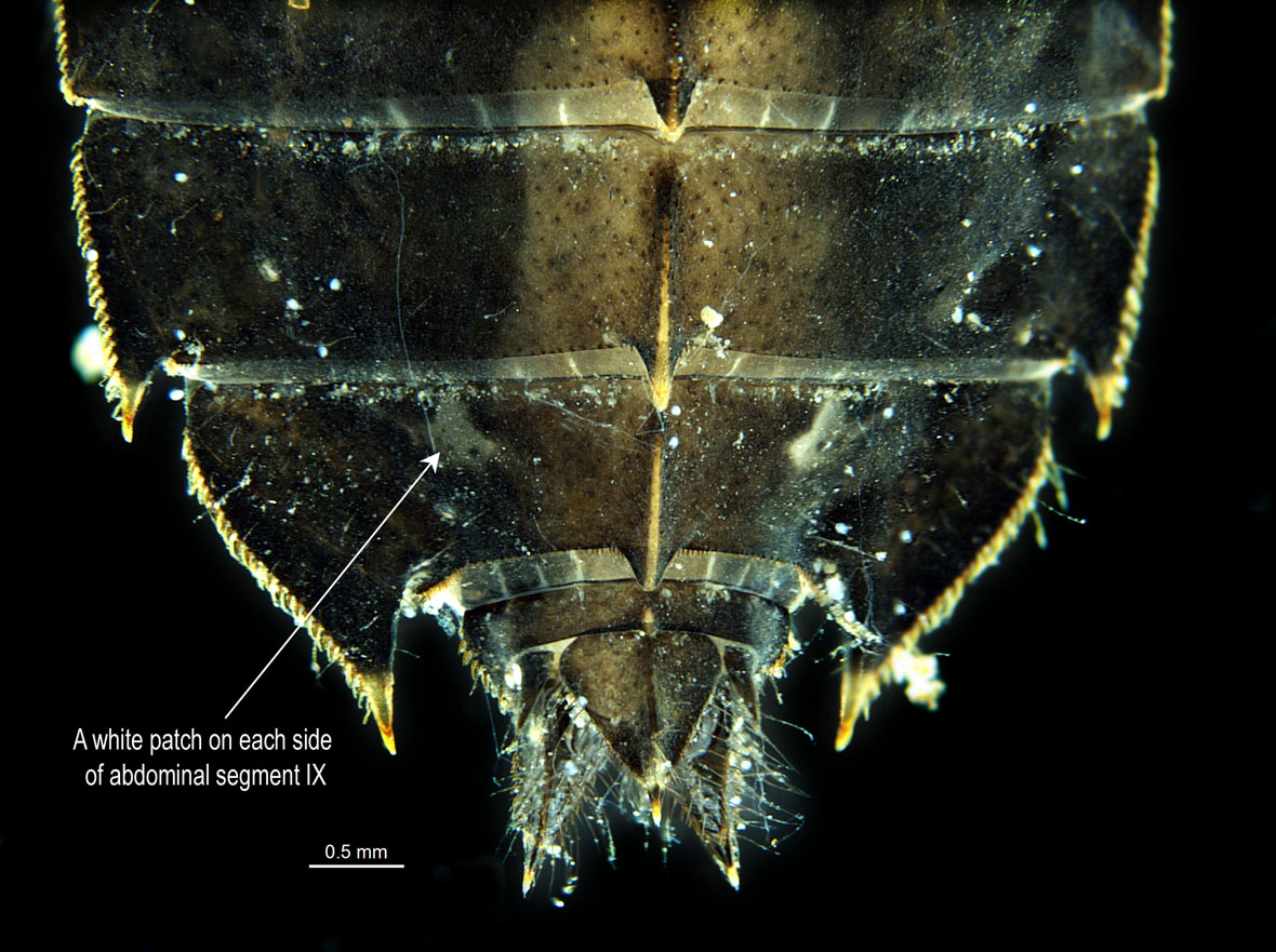 Abdomen tip of shed skin