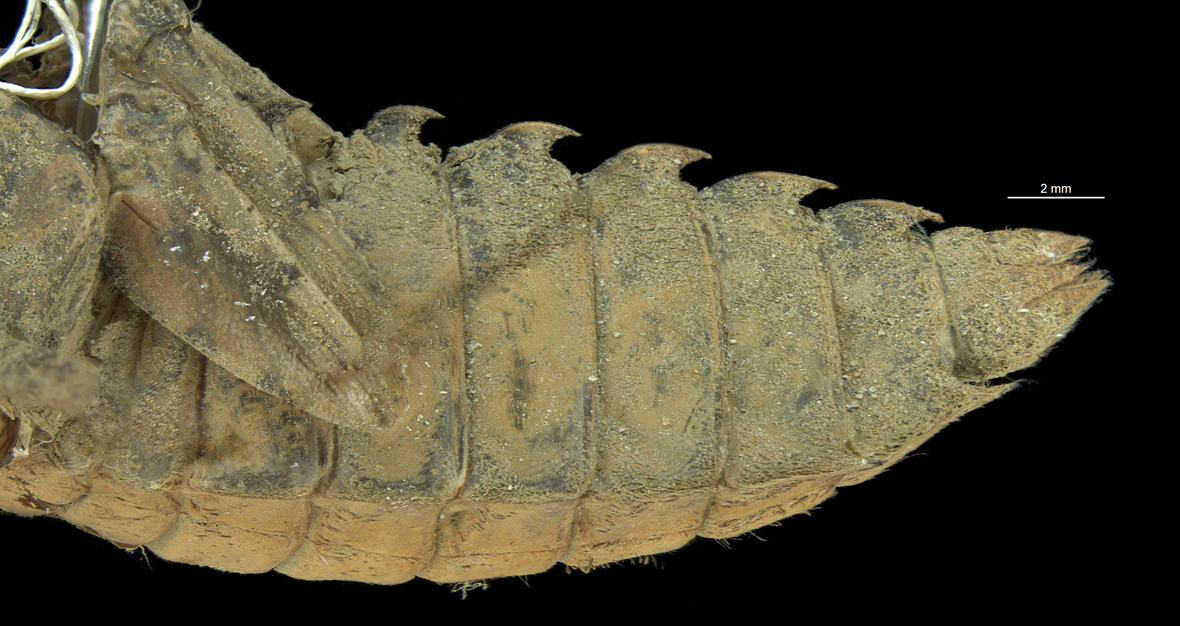 Abdomen in lateral view
