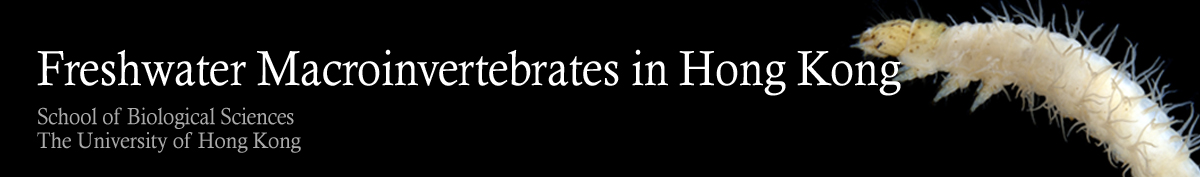 Freshwater Macroinvertebrates in Hong Kong