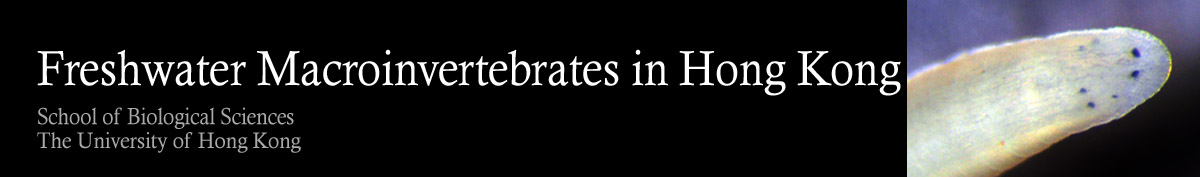 Freshwater Macroinvertebrates in Hong Kong