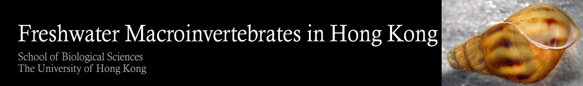 Freshwater Macroinvertebrates in Hong Kong