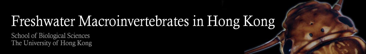 Freshwater Macroinvertebrates in Hong Kong