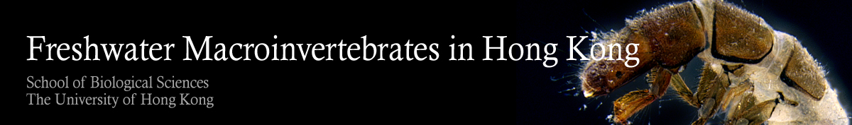 Freshwater Macroinvertebrates in Hong Kong