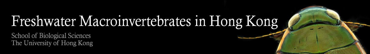 Freshwater Macroinvertebrates in Hong Kong