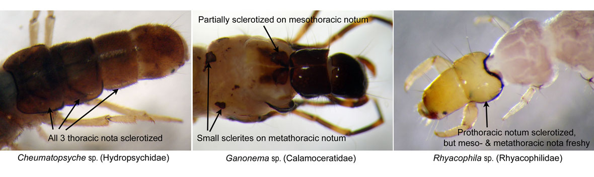 Comparison of thoracic nota