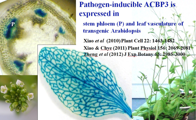 Pathogen-inducible ACBP3 is expressed in stem phloem (P) and leaf vasculature of transgenic Arabidopsis