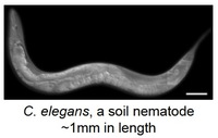 Fig 1 C. elegans, a soil nematode. ~1mm in length