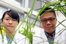 Increasing efficiency of cereal straw for biofuel production