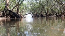 A team of international mangrove forest experts suggesting optimistic cause for global mangrove conservation