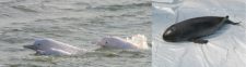 HKU scientists find high concentrations of toxic phenyltin compounds in local Chinese white dolphins and finless porpoises confirming their biomagnification through marine food chains
