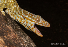 Ecologists find evidence that pet and medicine trades Bring tokay geckos from across Asia into Hong Kong Impacting resident gecko populations and highlighting local and global conservation needs 港大研究：本地大壁虎現東南亞基因