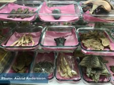 HKU’s Conservation Forensics Lab finds customs coding systems for wildlife trade too vague to protect against abuse