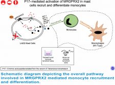 HKU biologists identify and demonstrate a naturally abundant venom peptide from ants that activates a previously unknown pseudo allergic pathway, unravelling a novel immunomodulatory pathway of MRGPRX2