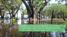Marine ecologists reveal mangroves might be threatened by low functional diversity of invertebrates