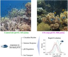 Rapid evolution fuels transcriptional plasticity in fish species to cope with ocean acidification