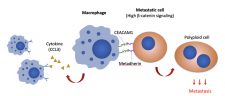 HKU Biologists uncover new mechanism of macrophages promoting peritoneal metastasis of ovarian cancer 卵巢癌轉移機制