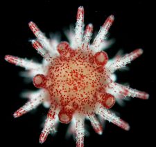 HKU marine scientists unveil sea urchin’s secret to surviving marine heatwaves