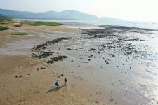 Global assessment by HKU Marine Scientists found that oyster reef restoration rapidly increases marine biodiversity, but increased restoration effort is needed to eliminate historical damage 港大海洋科學家評估全球蠔礁 歸納修復方法助保育