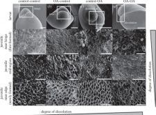 Directional fabrication and dissolution of larval and juvenile oyster shells under ocean acidification