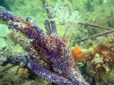 HKU Marine Scientists discovered the reward and punishment system in coral-algae relationship 港大研究: 珊瑚共生藻具賞罰機制 宿主可切斷食物供應