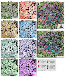 Mapping foliar photosynthetic capacity, functional forest compositions and beyond by UAS-based imaging spectroscopy