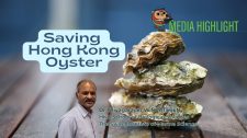 Saving Hong Kong Oyster