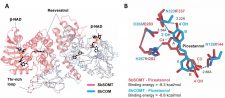 New Enzyme Discovered by HKU Plant Biochemists Unlocks Potential for Health-Promoting Compounds in Sorghum 港大植物學家於高粱中發現新型酶 有望提高保健化合物的功效