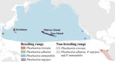 Whole-genome Analyses Reveal Past Population Fluctuations and Low Genetic Diversities of the North Pacific Albatrosses