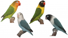 Convergent Evolution of Parrot Plumage Coloration