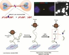 HKU and SZBL Scientists Discover First Human DNA-Cutting Enzyme That Senses Physical Tension – A Breakthrough in Understanding How Cells Prevent Genetic Disorders 港大與深圳灣實驗室科學家發現首個具「張力感應」的人類DNA切割酶 揭示細胞預防遺傳疾病的新機制