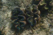 HKU Marine Scientists Reveal Giant Clam Feeding Strategy Could Determine Their Future Survival 港大海洋生物學家揭示巨蚌攝食策略或影響其滅絕風險