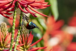 Fork-tailed sunbird