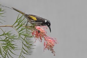 New Holland honeyeater