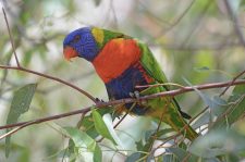 How birds achieve sweet success: Evolution finds both repeated and unique solutions as birds adapt to high-sugar diets 隨著鳥類適應高糖飲食，演化找到了重複且獨特的解決方案