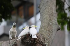 HKU Researchers Reveal Hong Kong as a Biodiversity Ark for Yellow-crested Cockatoos and Expand Nesting Support  <br/> 港大研究揭示香港成極危鸚鵡「城市方舟」 聯手本地學校建智能巢箱助保育