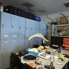 Herbarium / Museum prep. room
